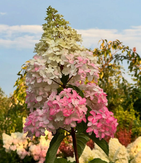 Hydrangea paniculata ‘Fraise Melba’ - P14 - Image 2