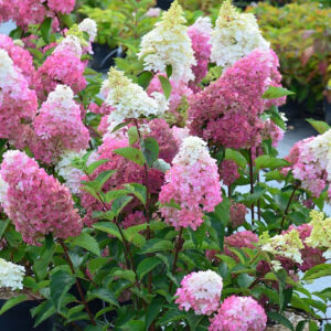 Hydrangea paniculata ‘Fraise Melba’ - P14