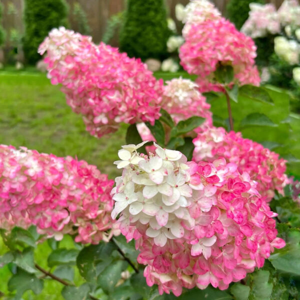Hydrangea paniculata ‘Fraise Melba’ - P14 - Image 3