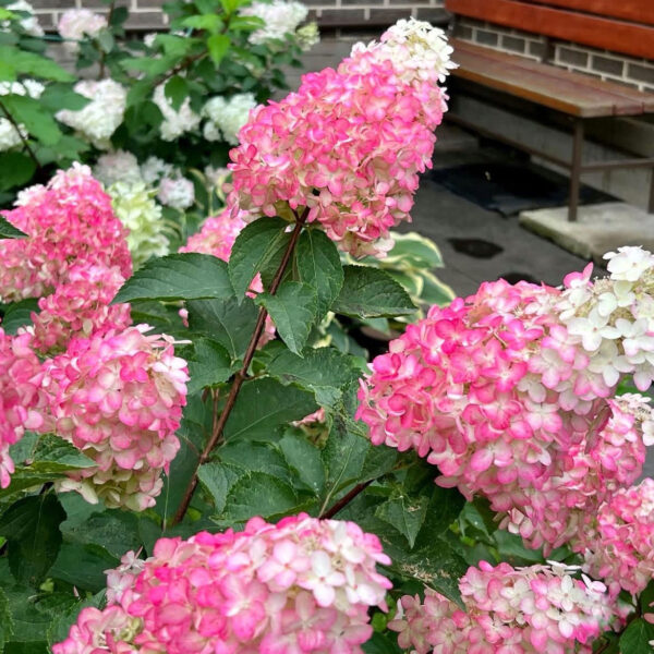 Hydrangea paniculata ‘Fraise Melba’ - P14 - Image 4