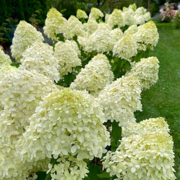 Hydrangea paniculata ‘Limelight’ - K3 - Image 2