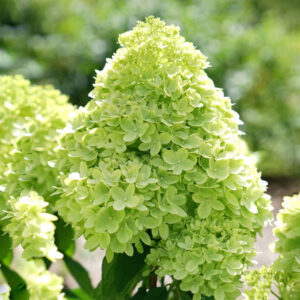 Hydrangea paniculata ‘Limelight’ - K3