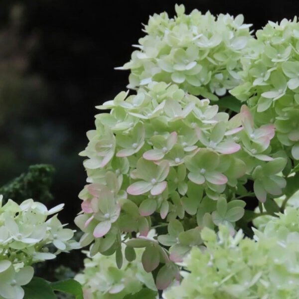 Hydrangea paniculata ‘Limelight’ - K3 - Image 4