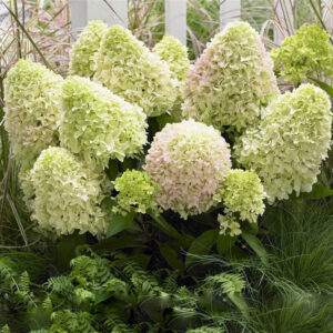 Hydrangea paniculata ‘Little Fresco’ -P14