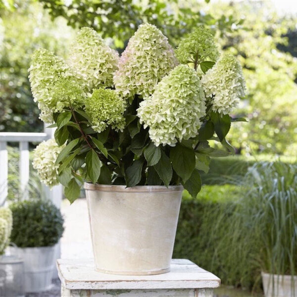 Hydrangea paniculata ‘Little Fresco’ -P14 - Image 2