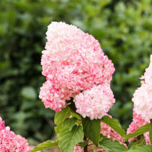 Hydrangea paniculata ‘Living Pink & Rose’ - K2