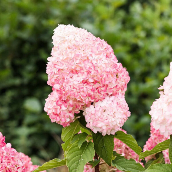 Hydrangea paniculata ‘Living Pink & Rose’ - K2