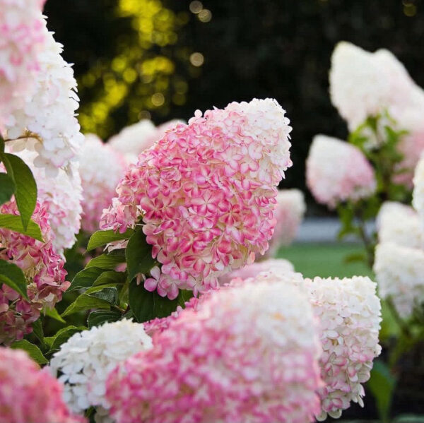 Hydrangea paniculata ‘Living Pink & Rose’ - K2 - Image 2