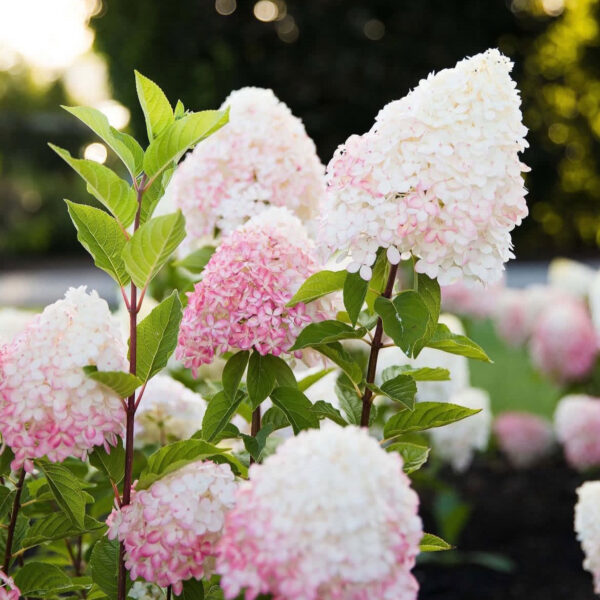 Hydrangea paniculata ‘Living Pink & Rose’ - K2 - Image 3