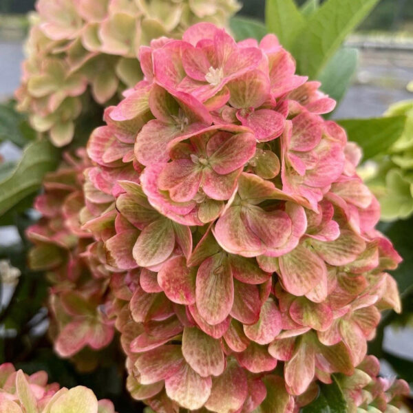 Hydrangea paniculata ‘Magical Candle’ - K2 - Image 2