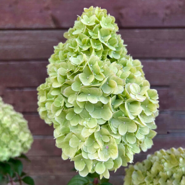 Hydrangea paniculata ‘Magical Candle’ - K2 - Image 3