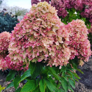 Hydrangea paniculata ‘Magical Candle’ - K2
