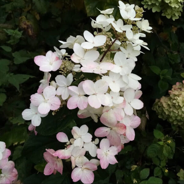 Hydrangea paniculata ‘Magical Fire’ - K2 - Image 2
