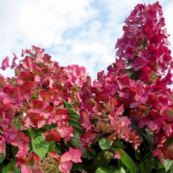 Hydrangea paniculata ‘Magical Fire’ - K2 - Image 3