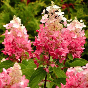 Hydrangea paniculata ‘Magical Fire’ - K2