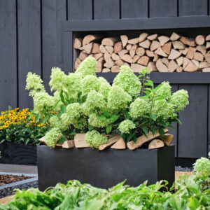 Hydrangea paniculata ‘Magical Lime Sparkle’ - K2