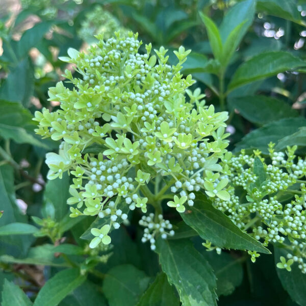 Hydrangea paniculata ‘Magical Lime Sparkle’ - K2 - Image 2