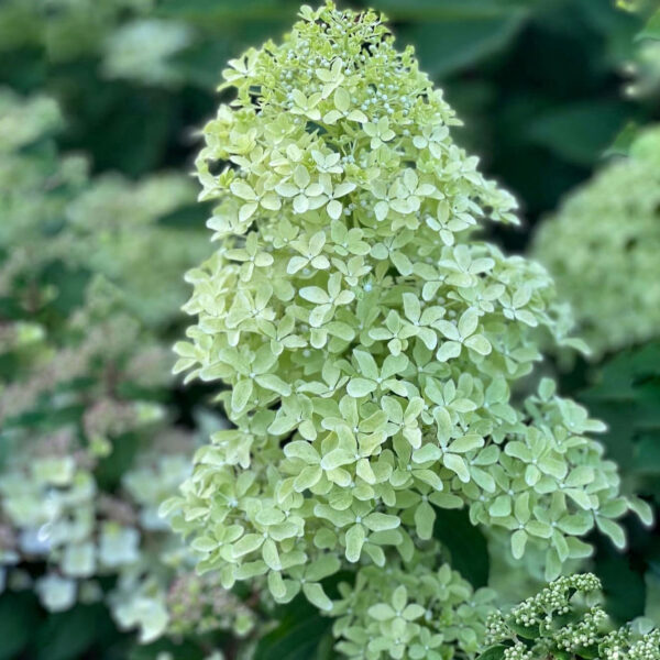 Hydrangea paniculata ‘Magical Lime Sparkle’ - K2 - Image 3
