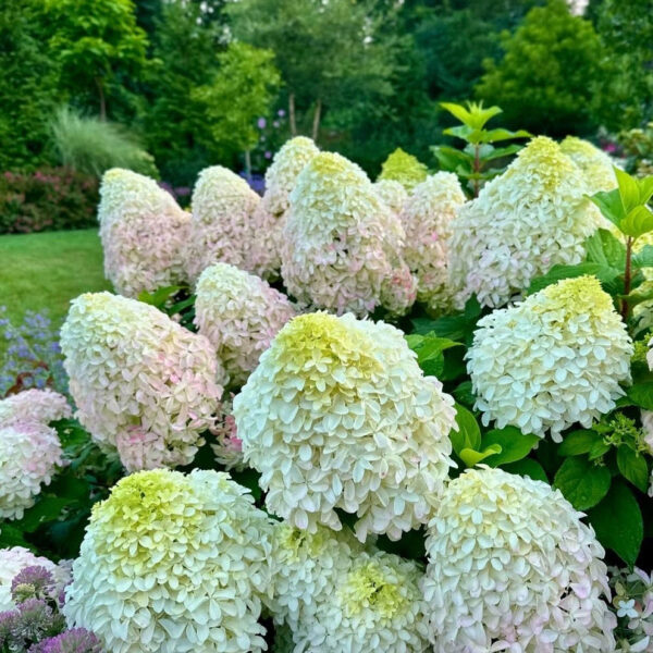 Hydrangea paniculata ‘Magical Sweet Summer’ - K2 - Image 2