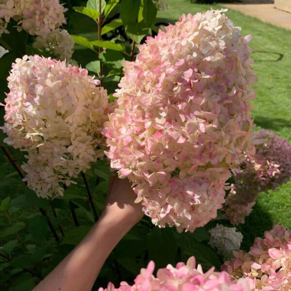 Hydrangea paniculata ‘Magical Sweet Summer’ - K2 - Image 3