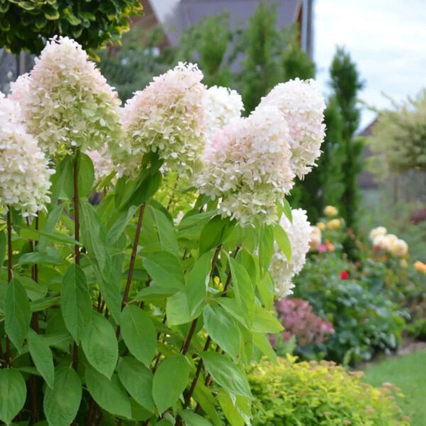 Hydrangea paniculata ‘Magical Sweet Summer’ - K2 - Image 4