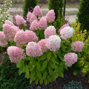 Hydrangea paniculata ‘Magical Sweet Summer’ - K2