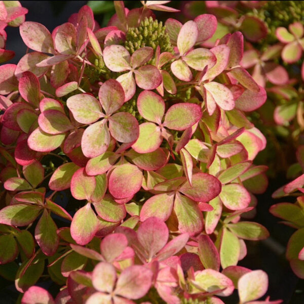 Hydrangea paniculata ‘Pastelgreen’ - P14 - Image 3