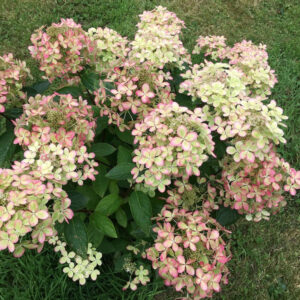 Hydrangea paniculata ‘Pastelgreen’ - P14