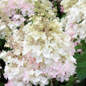 Hydrangea paniculata ‘Petite Lantern’ - K1,5