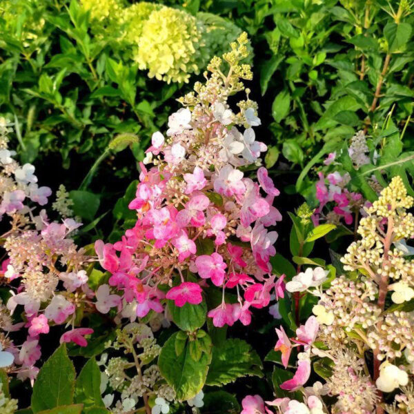 Hydrangea paniculata ‘Petite Lantern’ - P14 - Image 3