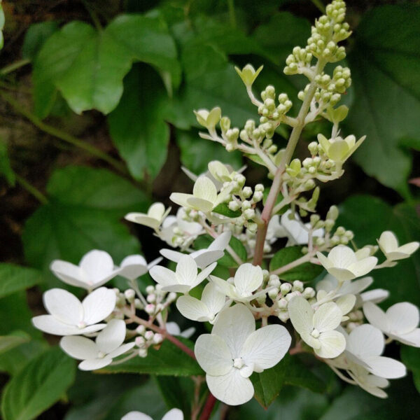 Hydrangea paniculata ‘Petite Lantern’ - P14 - Image 4