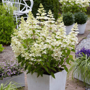 Hydrangea paniculata ‘Petite Lantern’ - P14