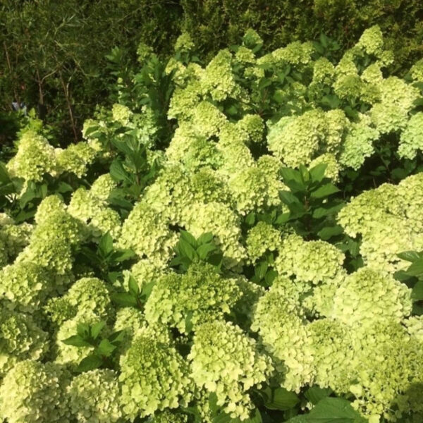 Hydrangea paniculata ‘Mojito’ - K2 - Image 4