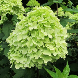 Hydrangea paniculata ‘Mojito’ - K3