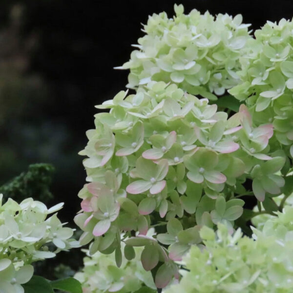Hydrangea paniculata ‘Mojito’ - K2 - Image 2