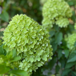 Hydrangea paniculata ‘Mojito’ - K2