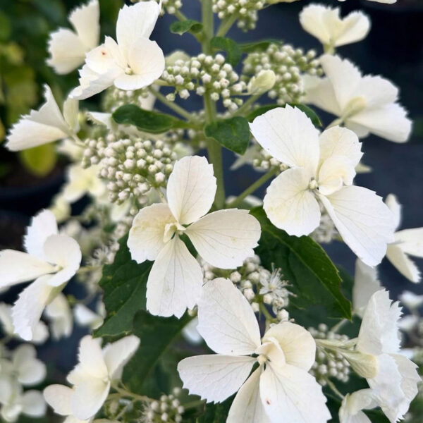 Hydrangea paniculata ‘Pink Lady’ - K2 - Image 2