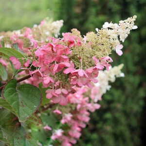 Hydrangea paniculata ‘Pink Lady’ - K2
