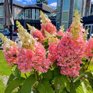 Hydrangea paniculata ‘Pinky Winky’ - P14