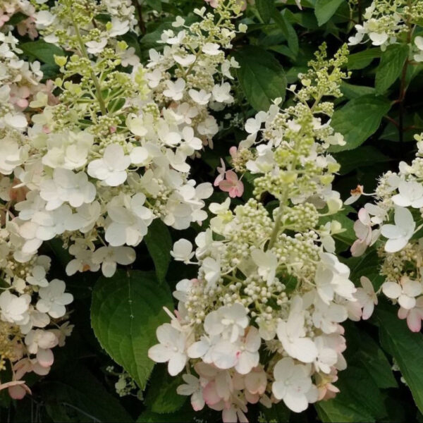 Hydrangea paniculata ‘Pinky Winky’ - P14 - Image 2
