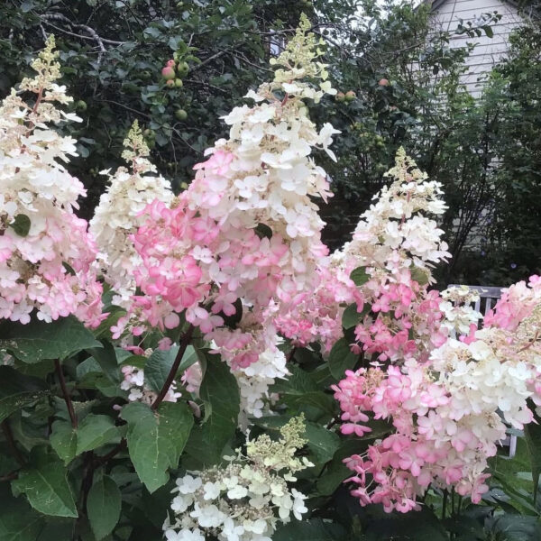 Hydrangea paniculata ‘Pinky Winky’ - P14 - Image 3