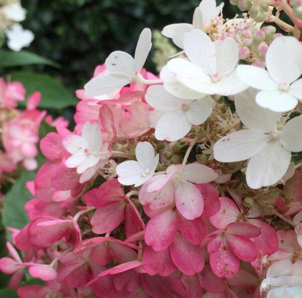 Hydrangea paniculata ‘Pinky Winky’ - P14 - Image 4
