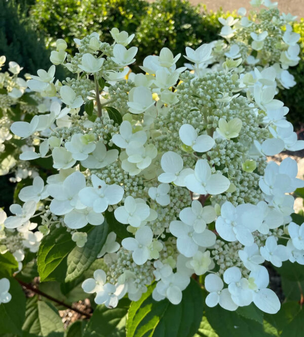 Hydrangea paniculata ‘Prim’Red’ - K2 - Image 2