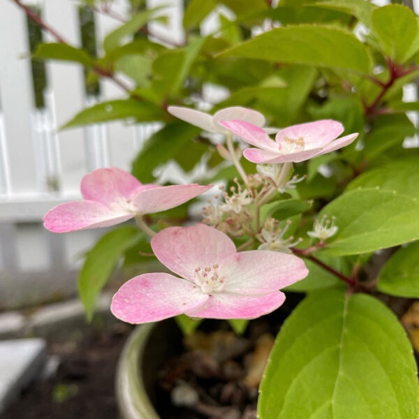 Hydrangea paniculata ‘Prim’Red’ - K2 - Image 3