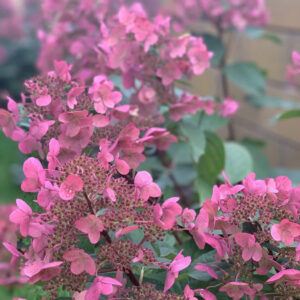 Hydrangea paniculata ‘Prim’Red’ - K2