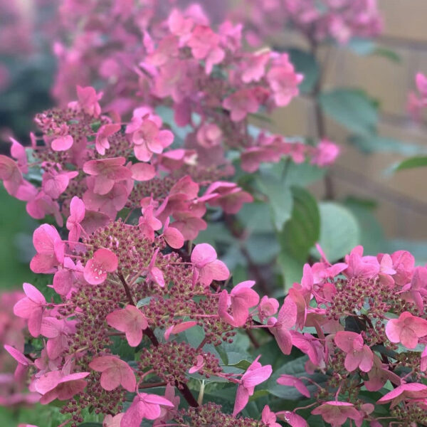 Hydrangea paniculata ‘Prim’Red’ - K2