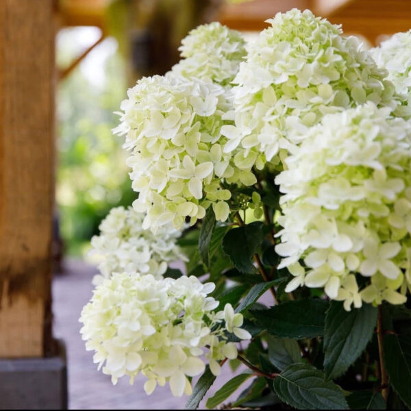 Hydrangea paniculata ‘Whitelight’ - K2 - Image 2
