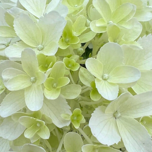 Hydrangea paniculata ‘Whitelight’ - K2 - Image 3
