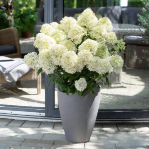 Hydrangea paniculata ‘Whitelight’ - K2