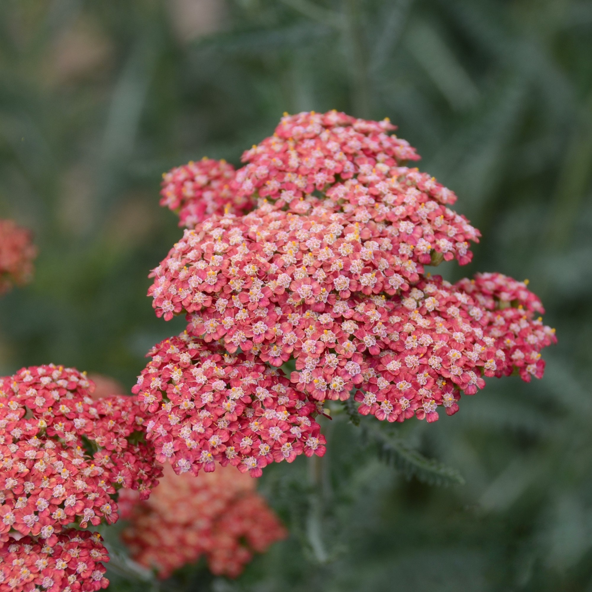 Közönséges cickafark - Achillea millefolium 'Belle Epoque' 1 Közönséges cickafark - Achillea millefolium 'Belle Epoque'